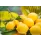 Lemons 1 840x600